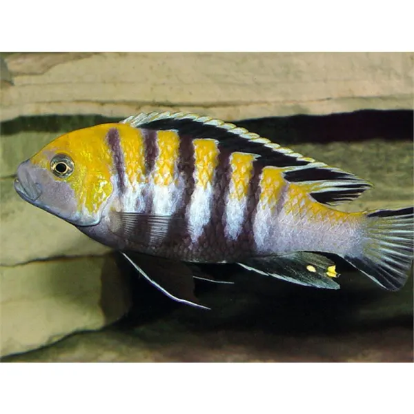 Cynotilapia edwardi