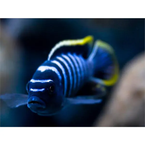Cynotilapia fletti-red top