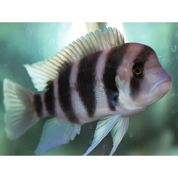 Cyphotilapia frontosa