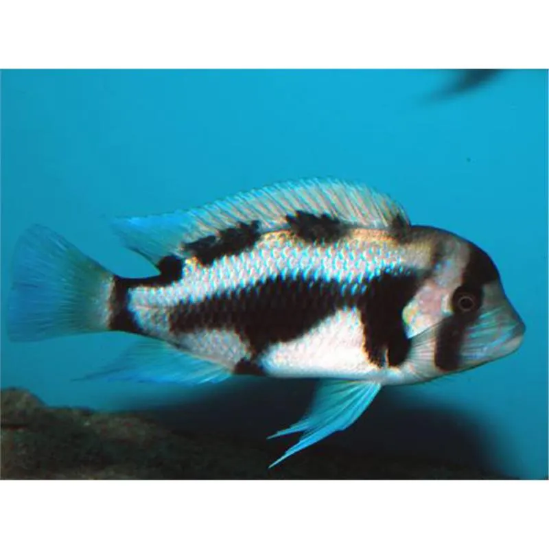 Cyphotilapia frontosa black widow