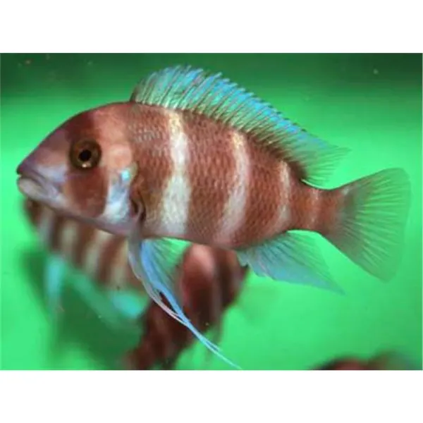 Cyphotilapia frontosa brown