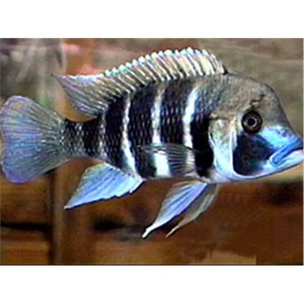 Cyphotilapia frontosa kigoma