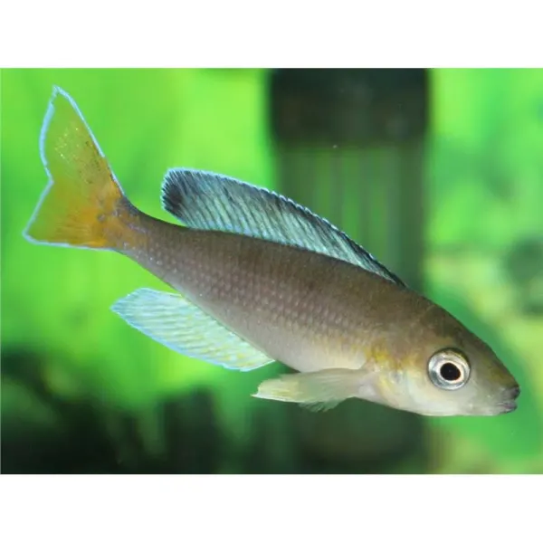 Cyprichromis leptosoma kigoma