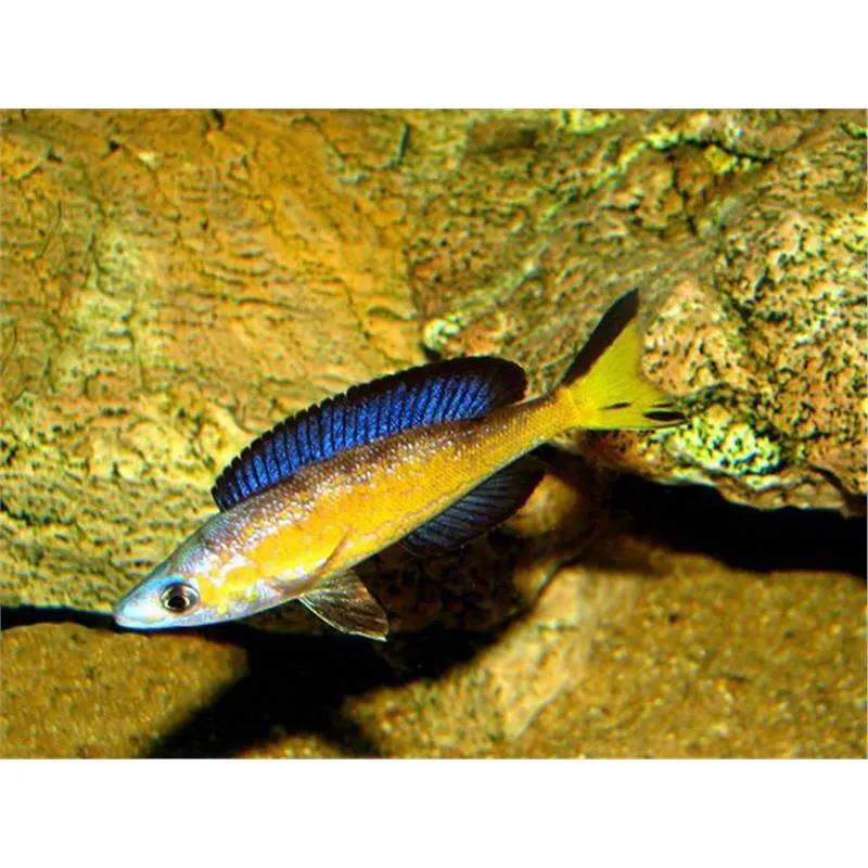 Cyprichromis microlepidotus Kasai