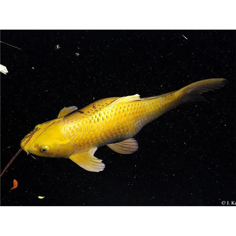 Cyprinus carp. koi chagoi