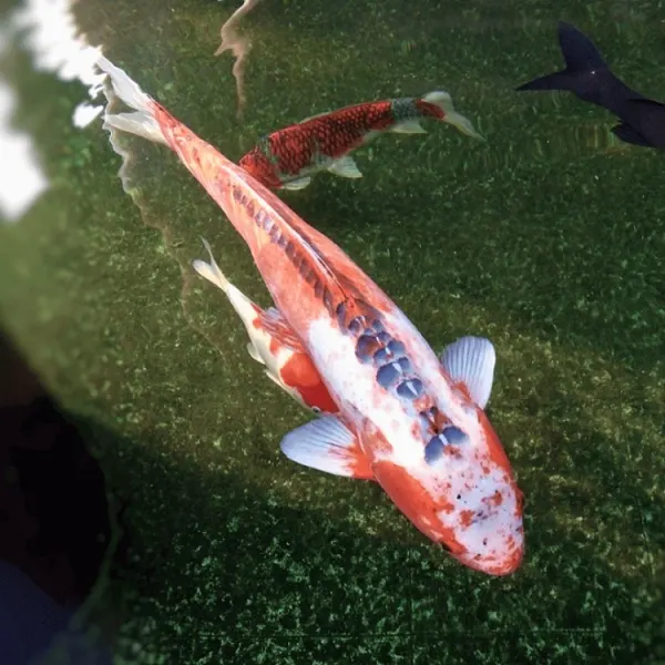 Cyprinus carp. koi shusui