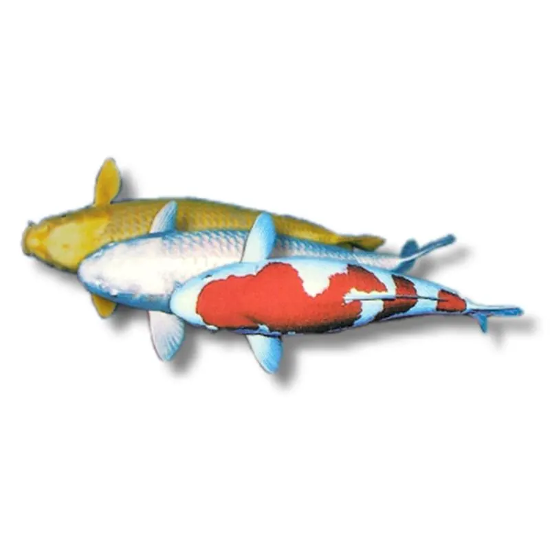 Cyprinus carpio koi amestec tip B