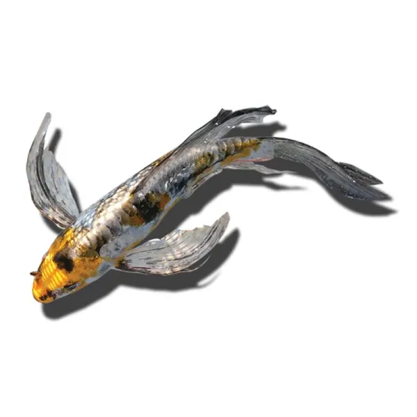 Cyprinus carpio koi butterfly