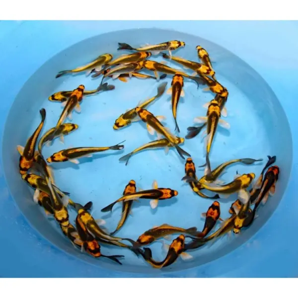 Cyprinus rubrofuscus Kabuto Koi mix
