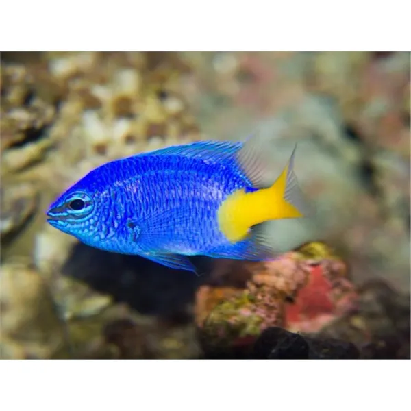 Damsel Azure-Yellow (Chrysiptera Parasema)