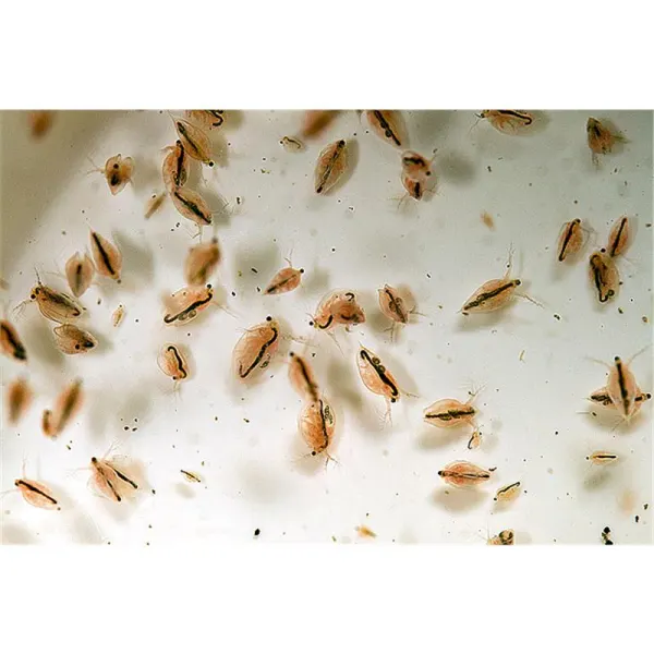 Daphnia Vie 25x90ml