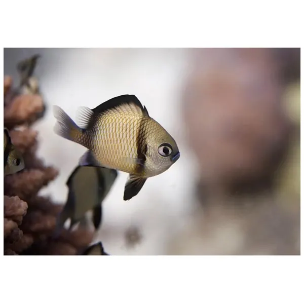 Dascyllus reticulatus (Two stripe dascyllus)