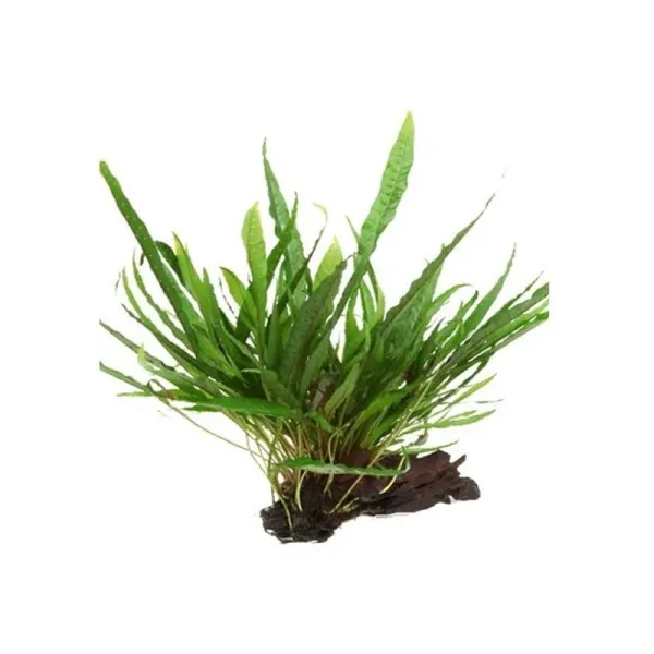 Decor acvariu Dennerle Microsorum Pteropus pe lemn