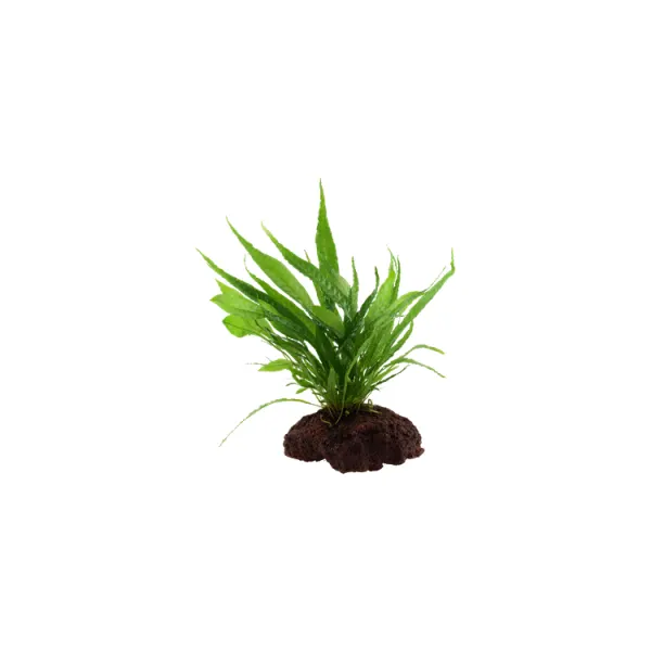 Decor acvariu Tropica Microsorum Pteropus pe lava stone