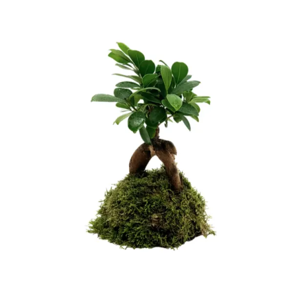 Decor natural Ficus Ginsen Fig Bonsai Insula