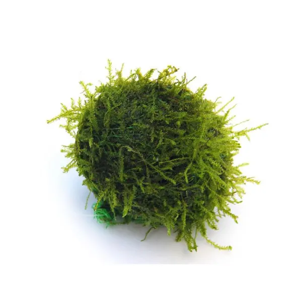 Dennerle decor plutitor cu Java moss Biosphere-Ball