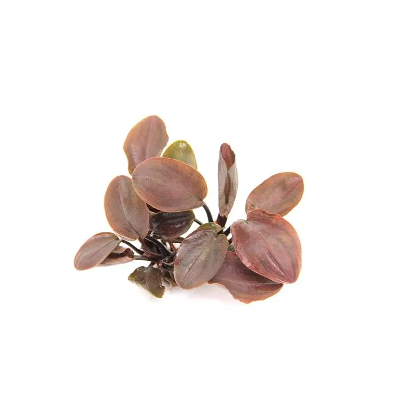 Dennerle Lagenandra meeboldii Red