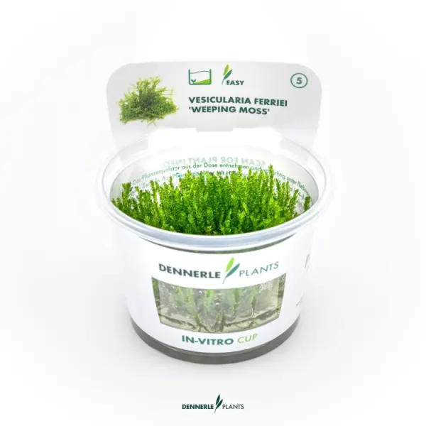 Dennerle Vesicularia ferriei (Weeping Moss) In-Vitro