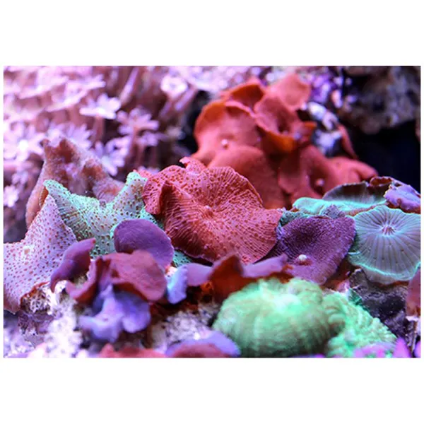 Discosoma sp. (mix fantastic de ciuperci)