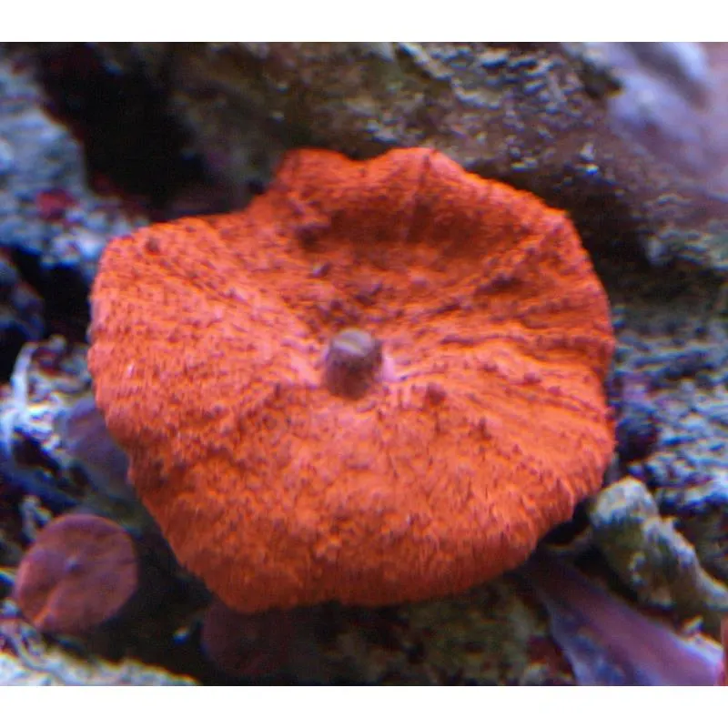 Discosoma sp. Red - 1x polyp