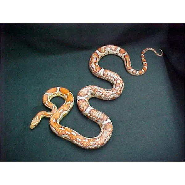 Elaphe guttata guttata aztec