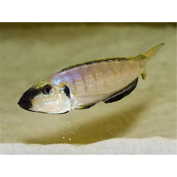 Enantiopus melanogenys utinta