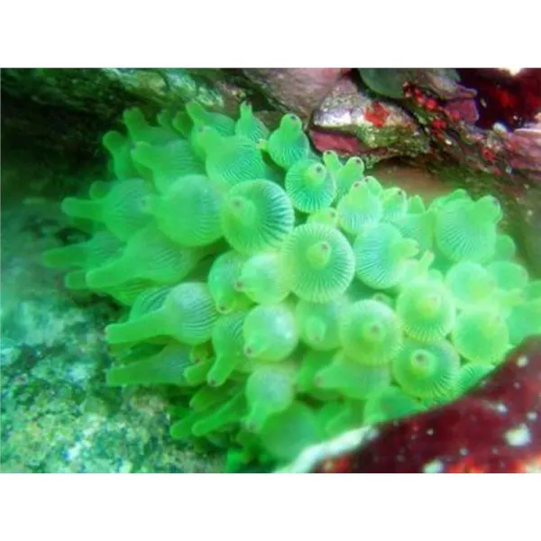Entacmaea quadricolor-Green