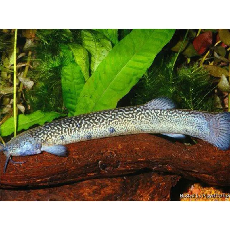 Eremophilus sp.