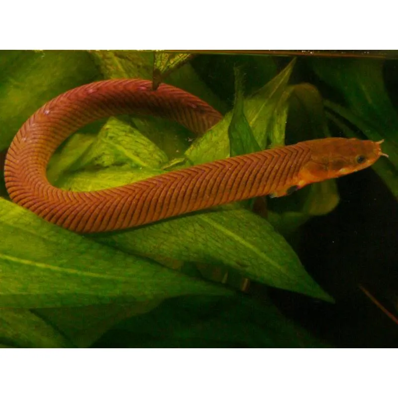 Erpetoichthys calabaricus