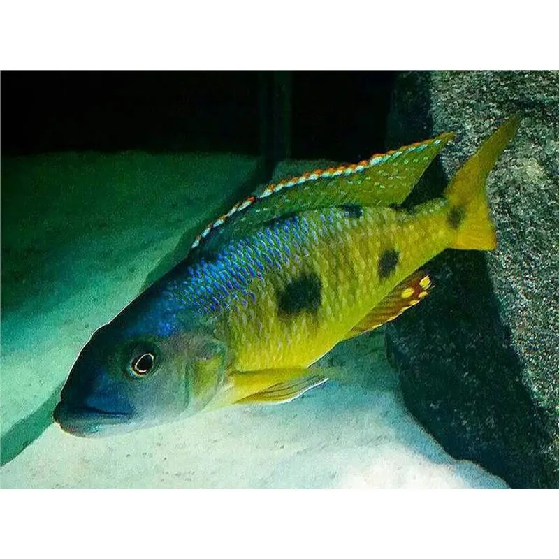 Exochromis anagenys