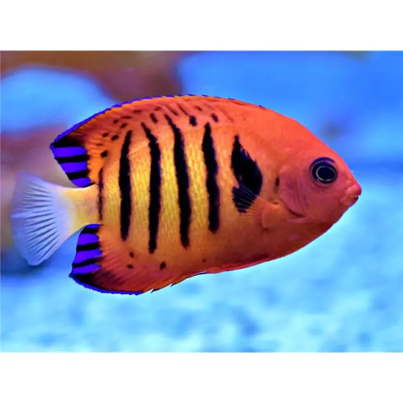 Flame Angel (Centropyge Loriculus)
