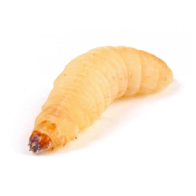 Galleria mellonella Mari 18g (aprox.40 buc)