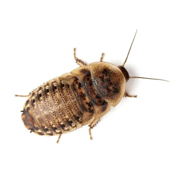Gandaci Blaptica Dubia 10 &plusmn;buc