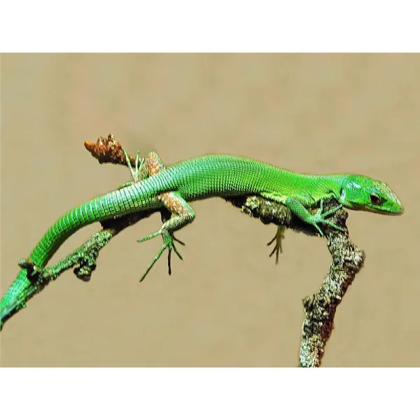 Gastropholis prasina