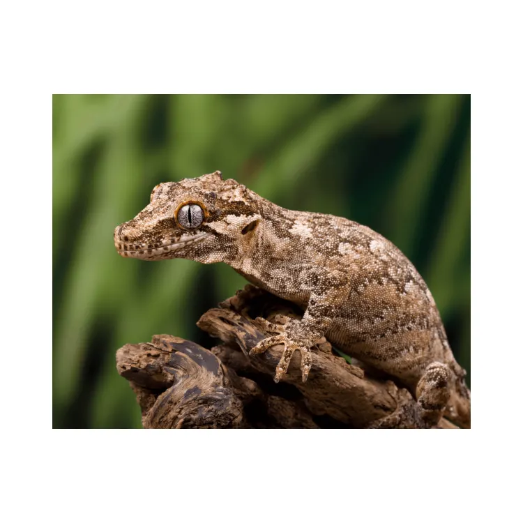 Gecko Rhacodactylus auriculatus (Gargoyle gecko)