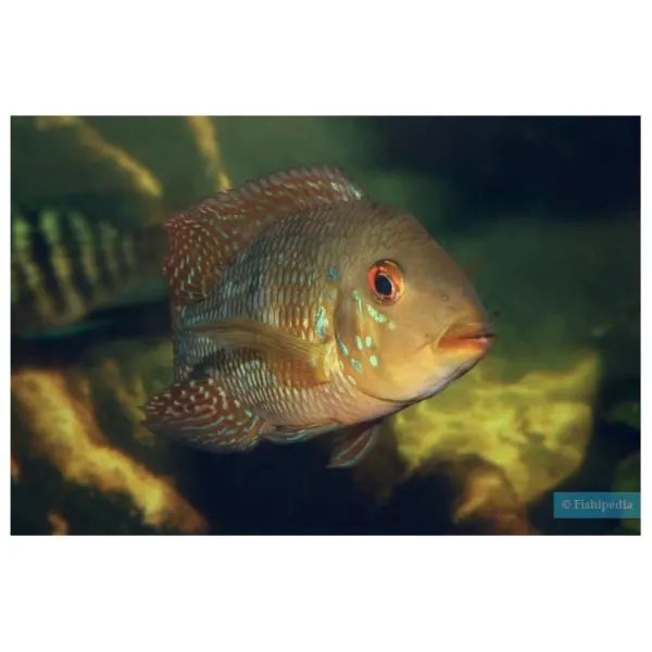 Geophagus iporangensis