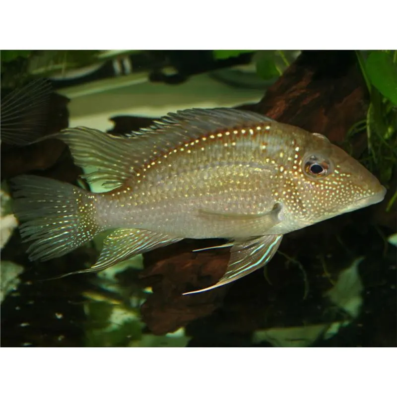 Geophagus jurupari