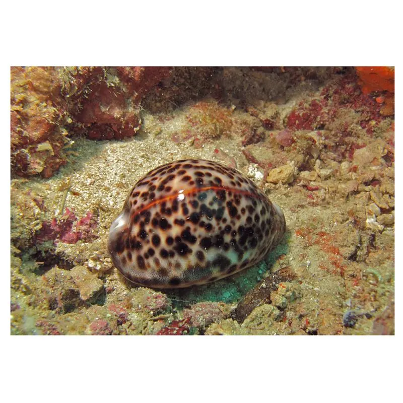 Ghiocul-tigru (Cypraea tigris)