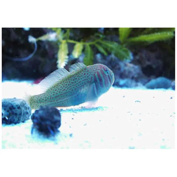 Goby Gobiodon histrio
