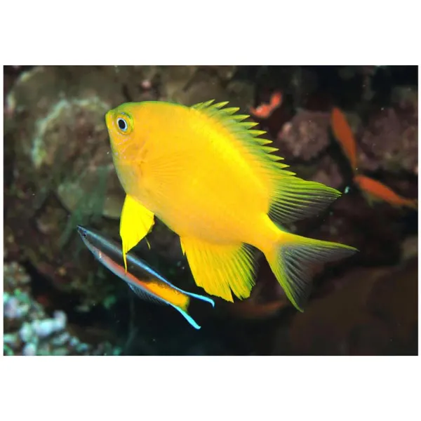 Golden damselfish