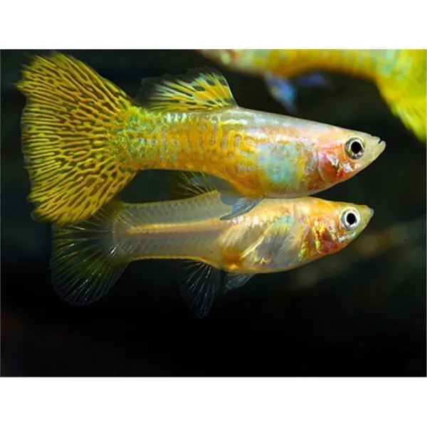 Guppy golden cobra