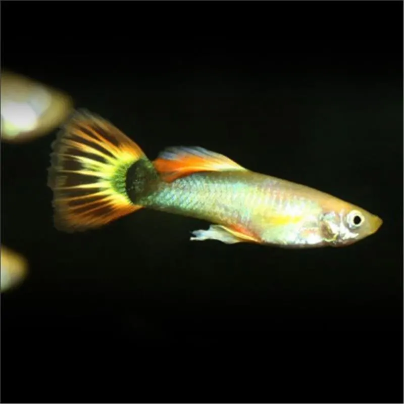 Guppy golden kumara sunray