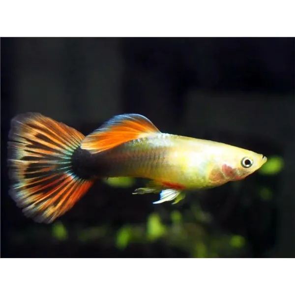 Guppy Kumara sun ray