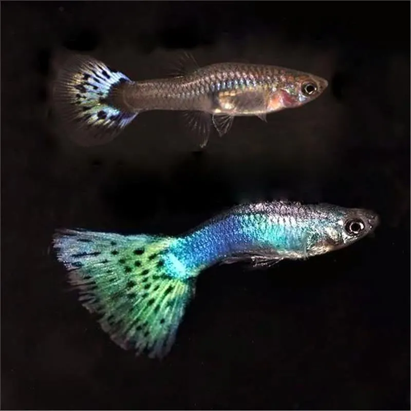 Guppy peacock green
