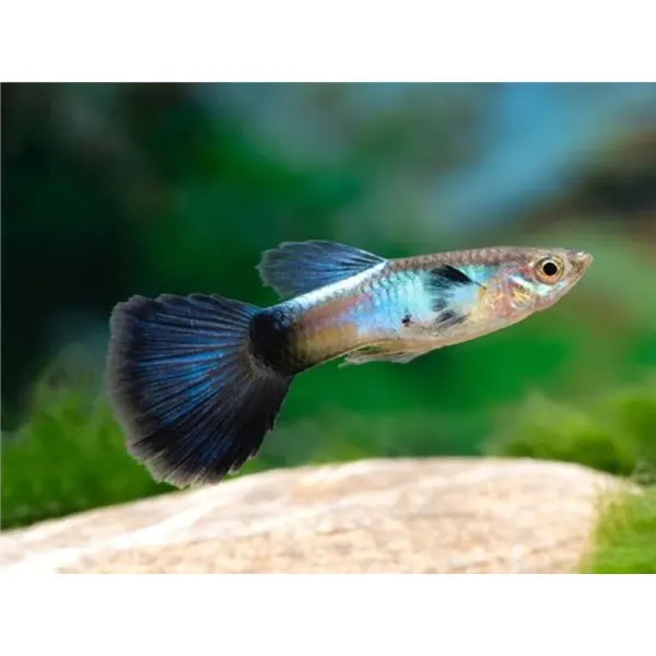 Guppy Poecilia blue queen Mascul