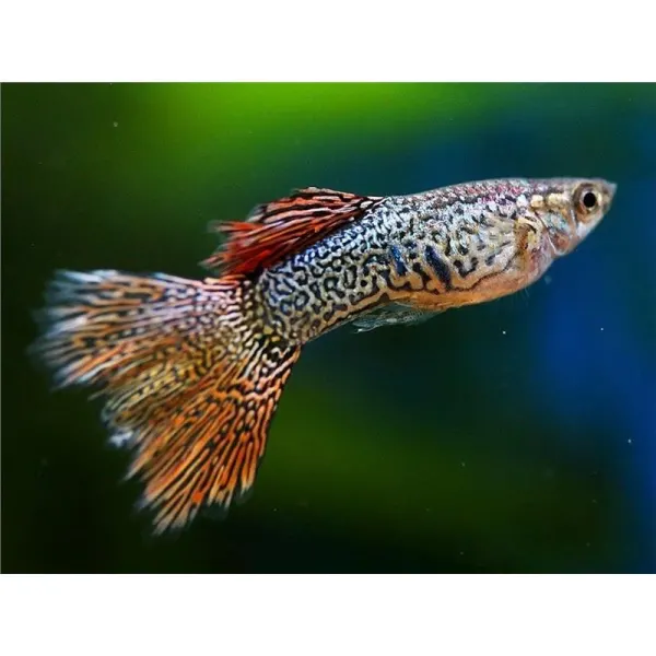 Guppy ret. red lace