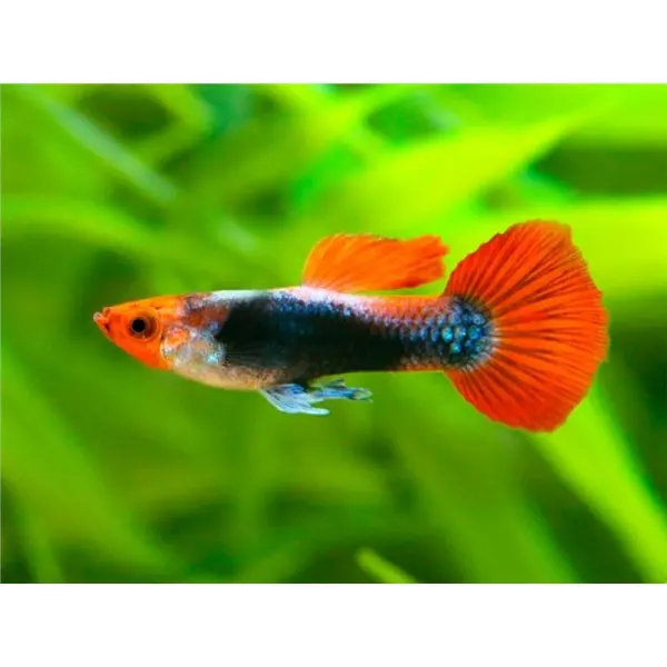 Guppy ret. red tuxedo KOI - red nose