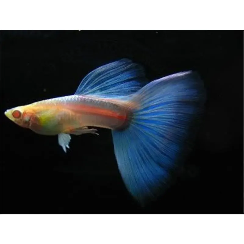 Guppy sky blue albino