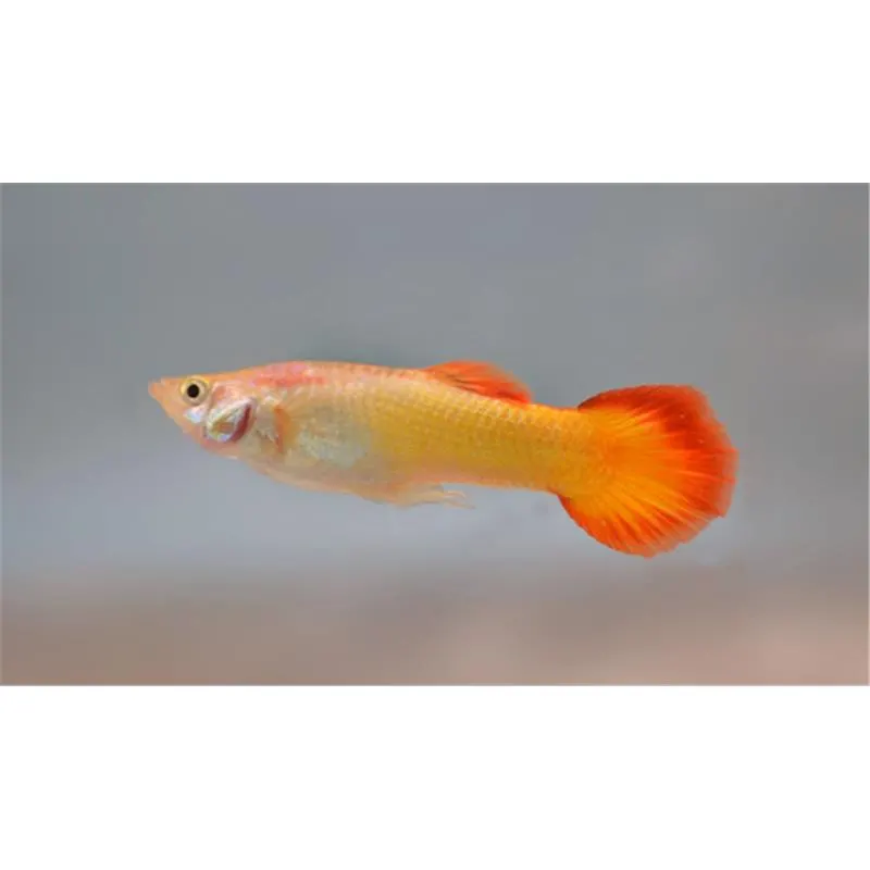 Guppy sunset blonde