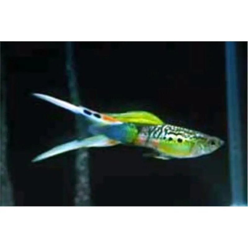 Guppy super green scissor tail